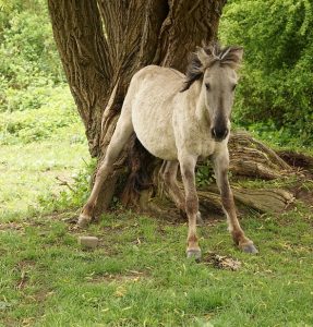 paarden met jeuk mijten sme zomereczeem