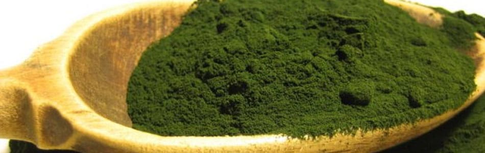 spirulina poeder paard biologisch