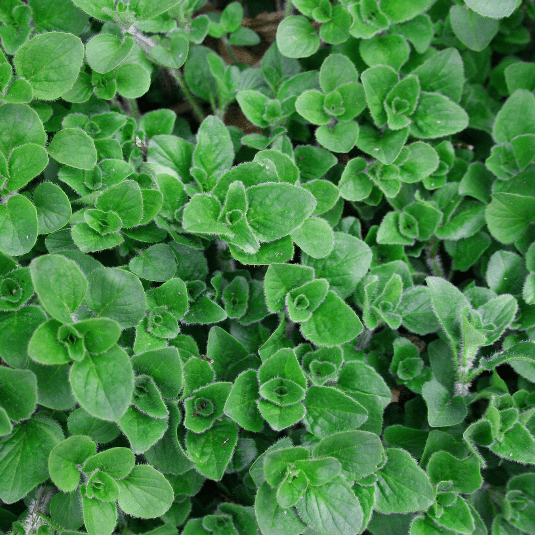 oregano