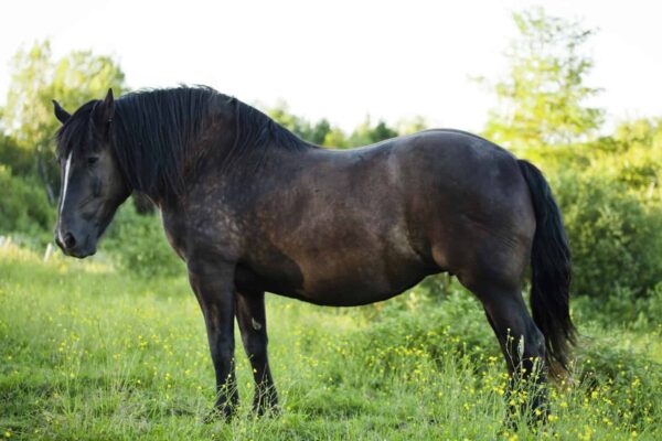 Paardenpodcast horse in mind