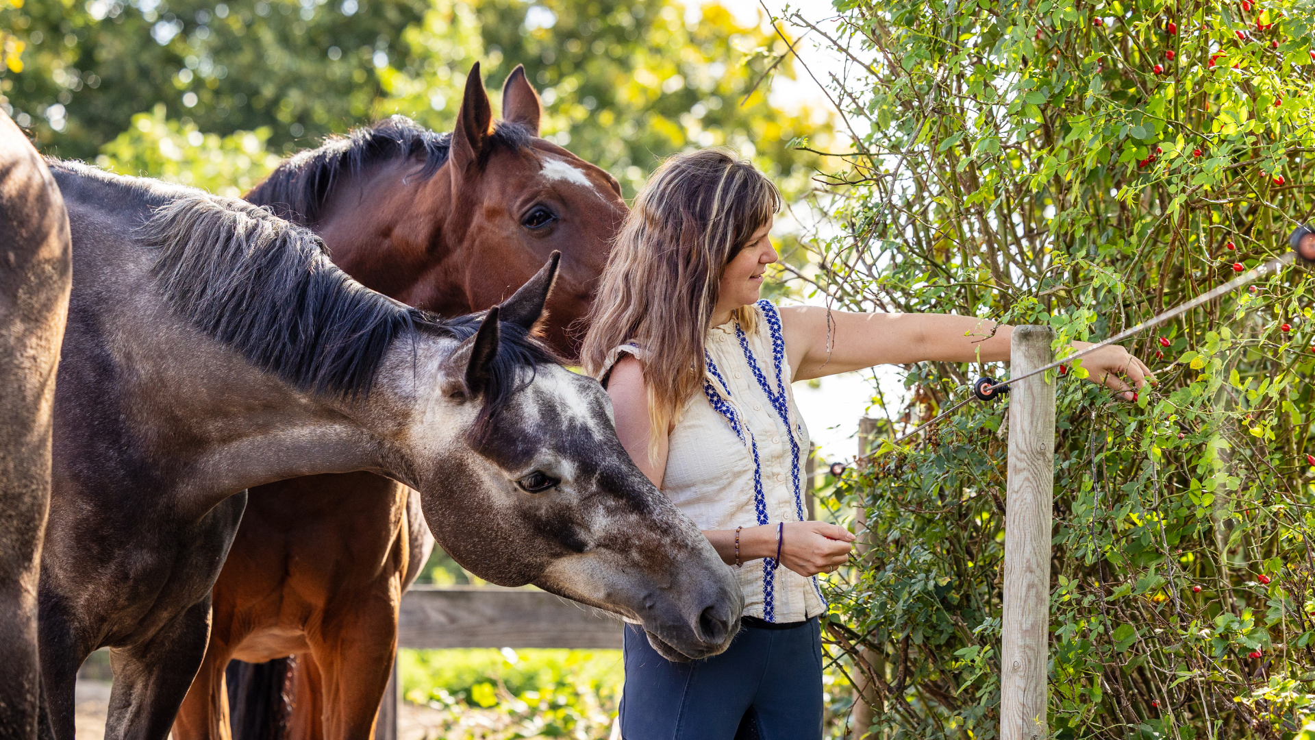 Paarden voeren uit paddock paradise